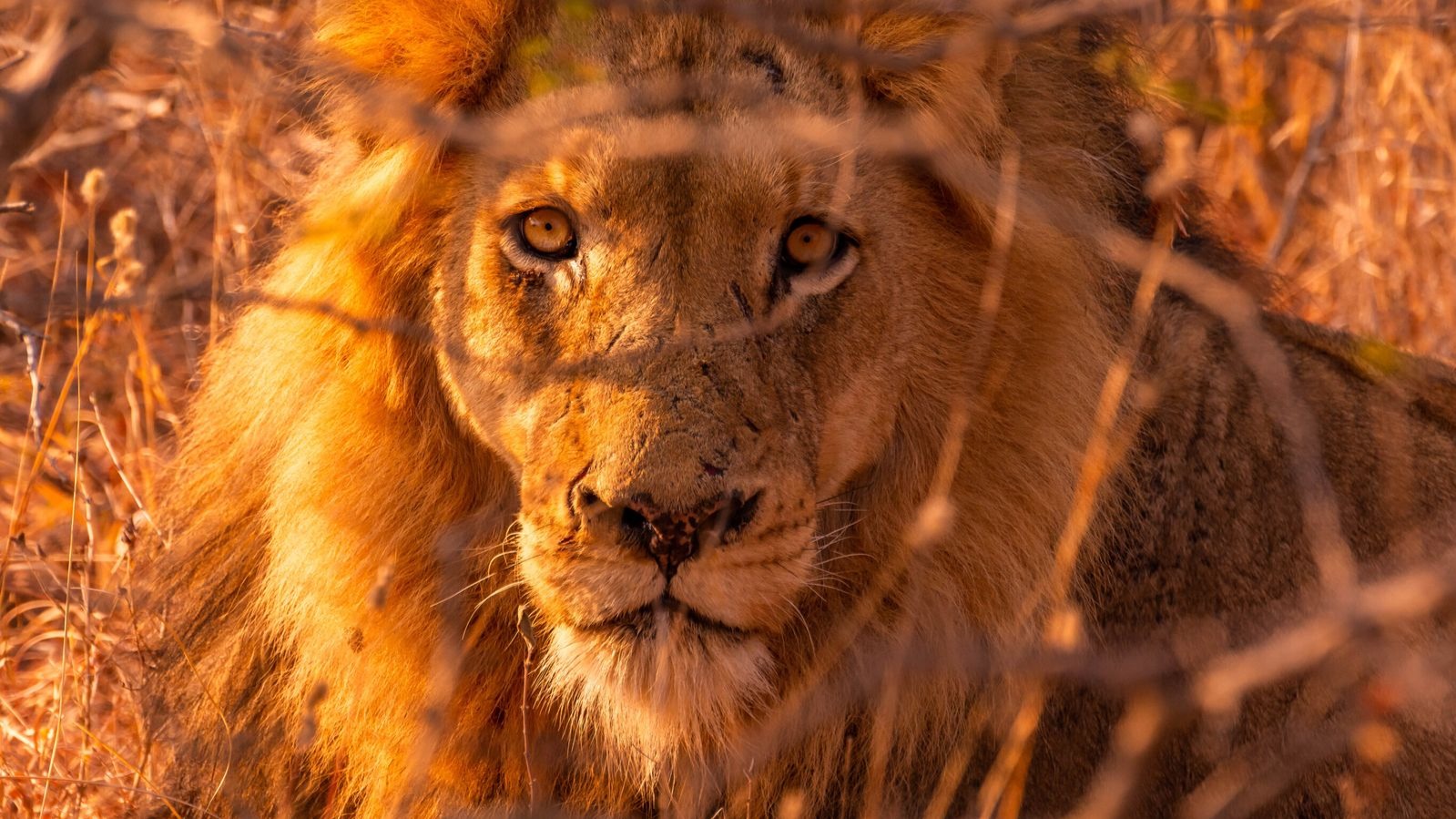 Kenya's Rangers Face Mounting Pressure as Poaching Incidents Rise in Key Reserves