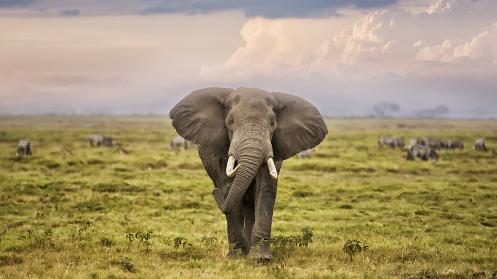 How Community Rangers Are Shifting the Fate of Zimbabwe's Endangered Animals