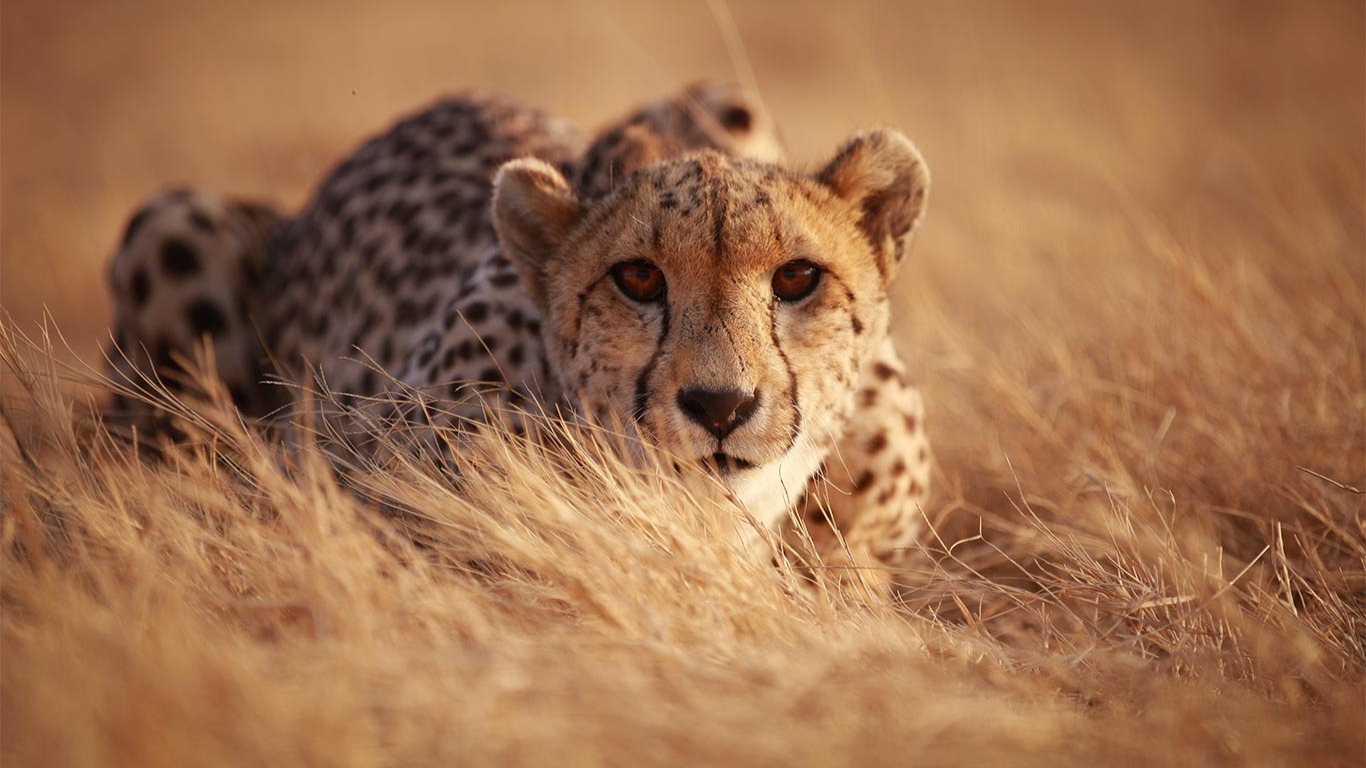 Inside the Struggle to Protect South African Animals from Climate Shifts