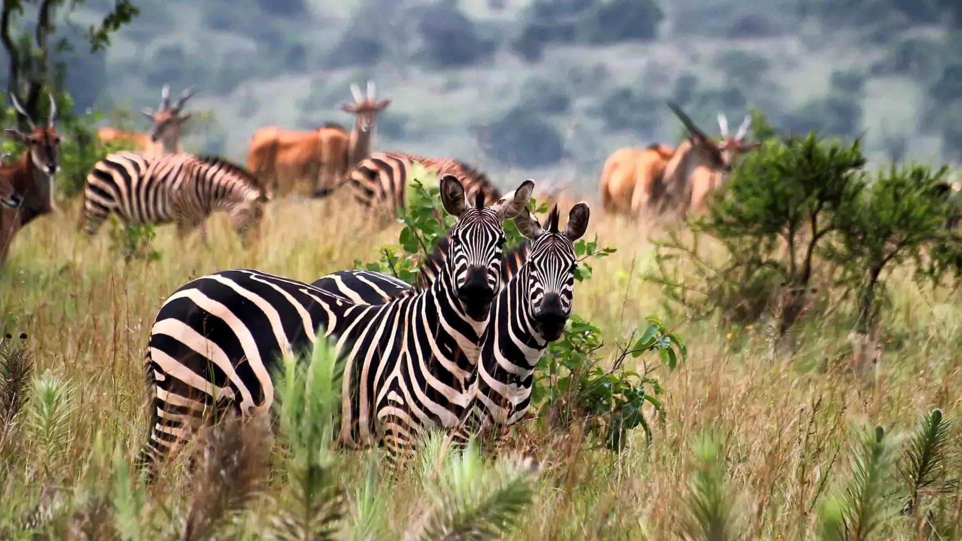 How Local Partnerships Turned the Tide for Rwanda's Endangered Wildlife
