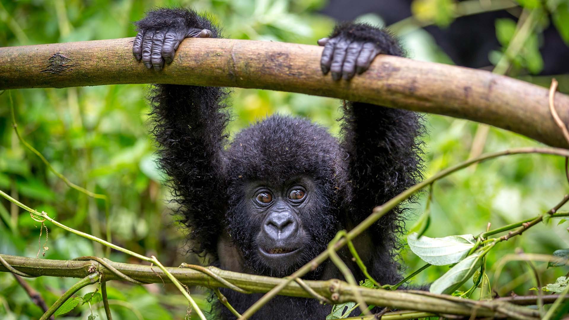 What Recent Surveys Reveal About Recovering Ugandan Wildlife Populations