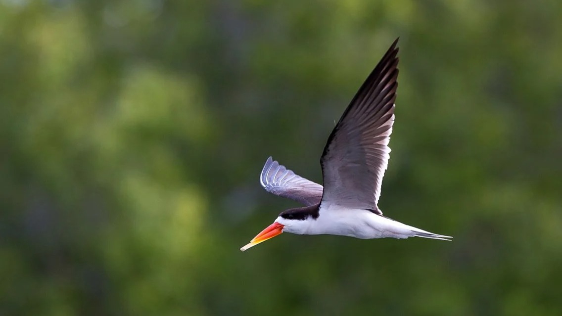 Why Zambia’s Conservation Partnerships Are Changing the Fate of Its Iconic Species