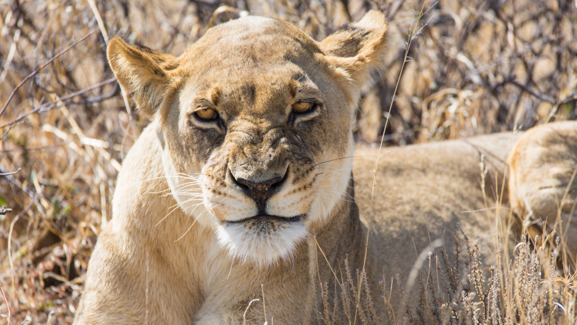 Botswana Wildlife News: Key Updates from the Delta and Beyond