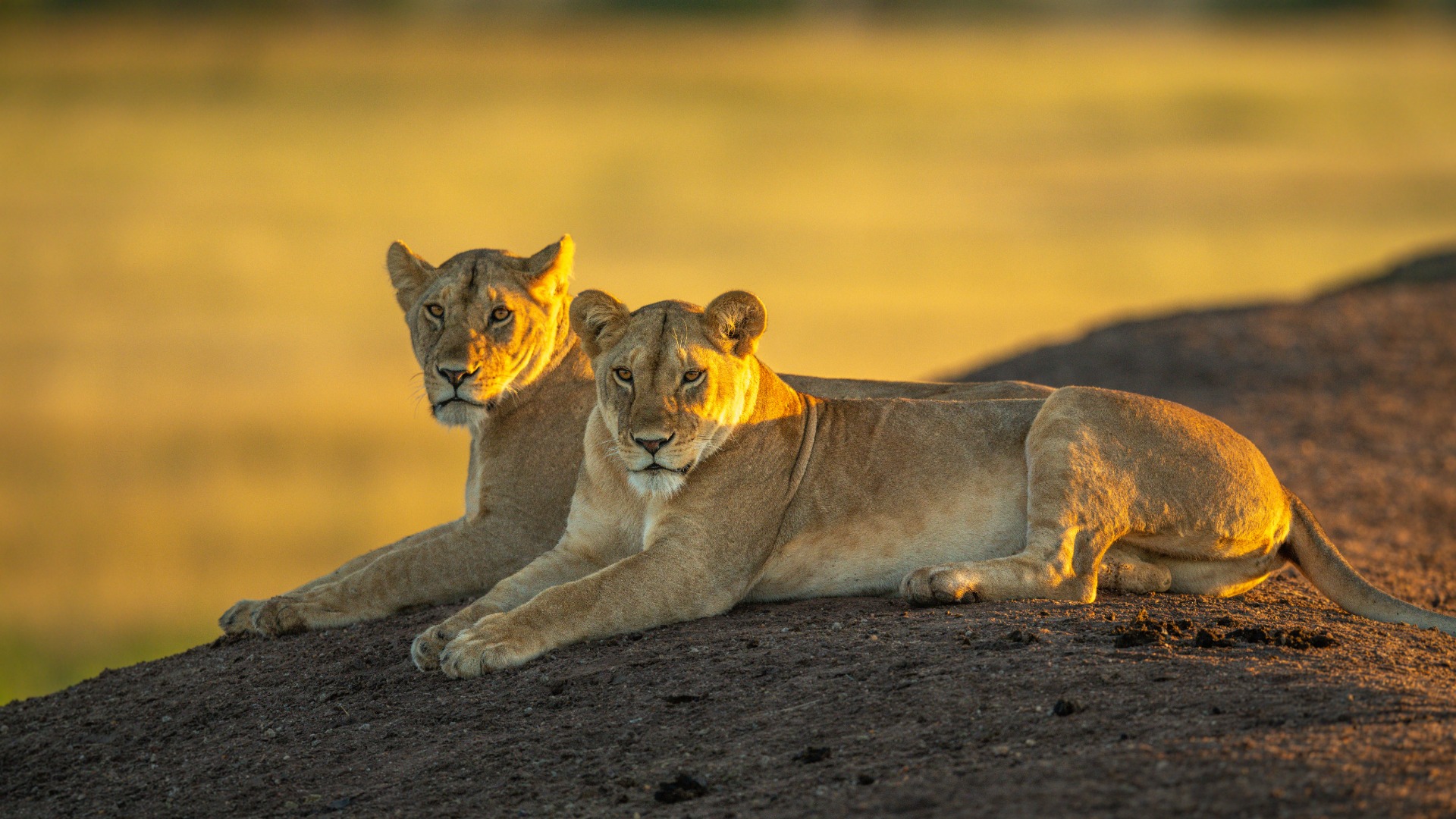 How Tanzania's Rangers Are Adapting to New Threats Facing Elephants and Lions
