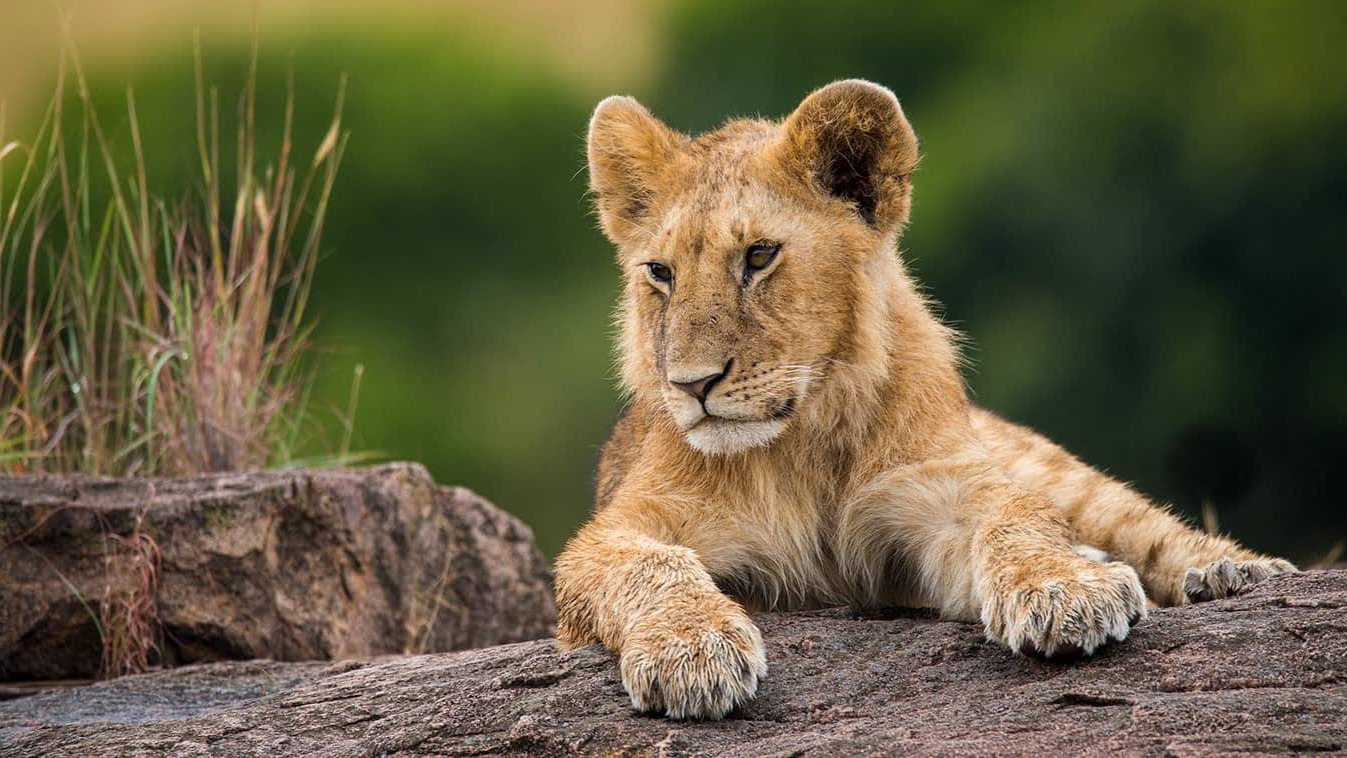 How Maasai Herders and Rangers Are Reshaping Wildlife Corridors