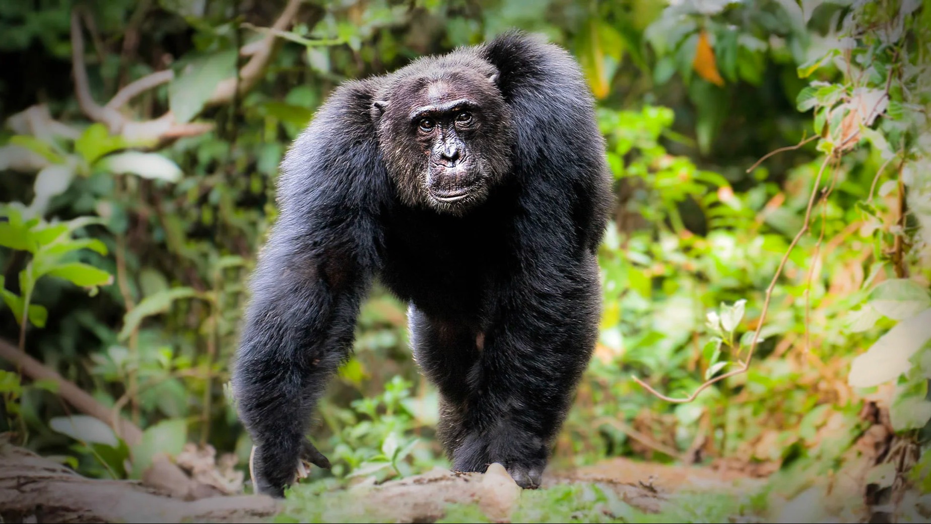 What Scientists Discovered About Chimpanzee Behavior During Recent Kibale Surveys
