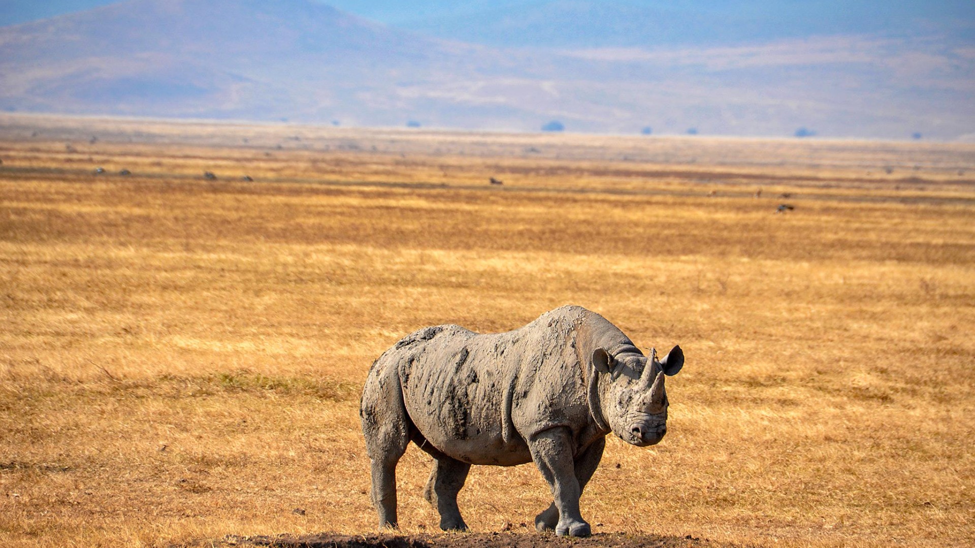 Tanzania Strengthens Rhino Conservation With Expanded Antipoaching Patrols