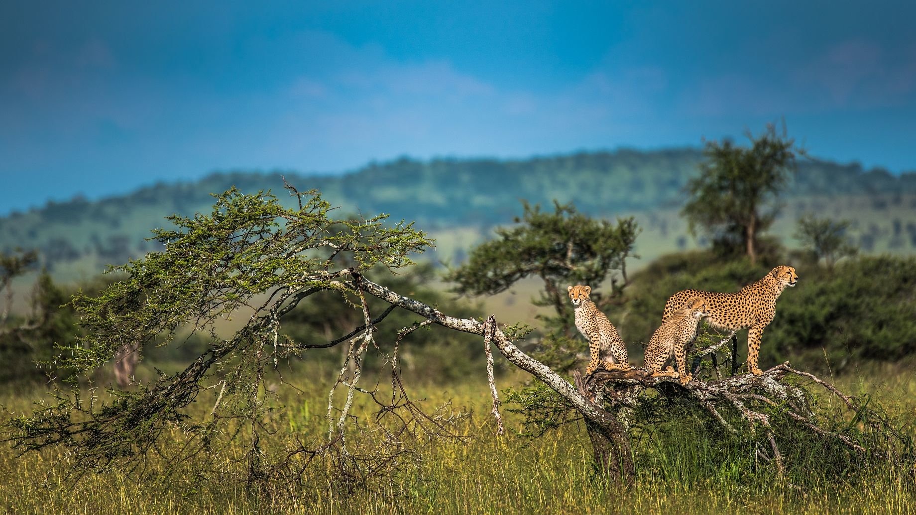 What a Single Season Taught Us About Serengeti Animal Resilience