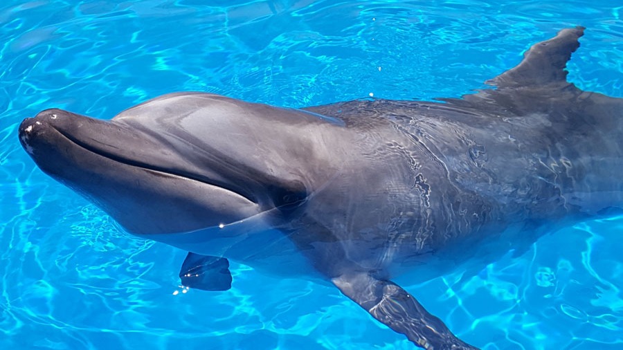 Seychelles Rolls Out New Measures to Safeguard Dugongs and Dolphins