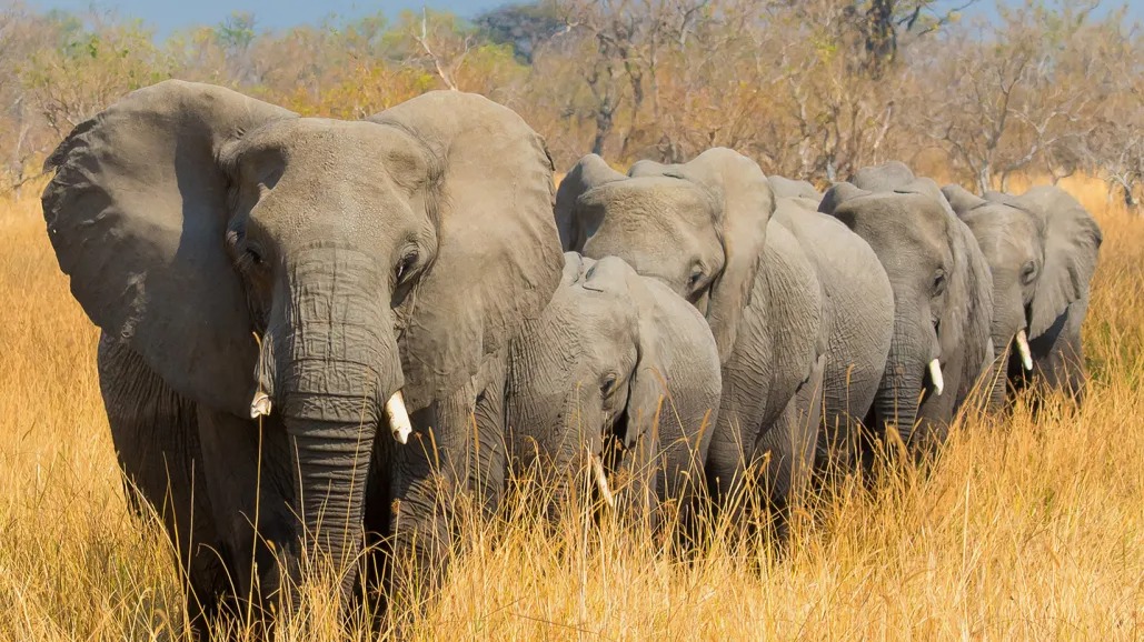 Botswana's New Strategy for Elephant Conservation Shows Early Promise