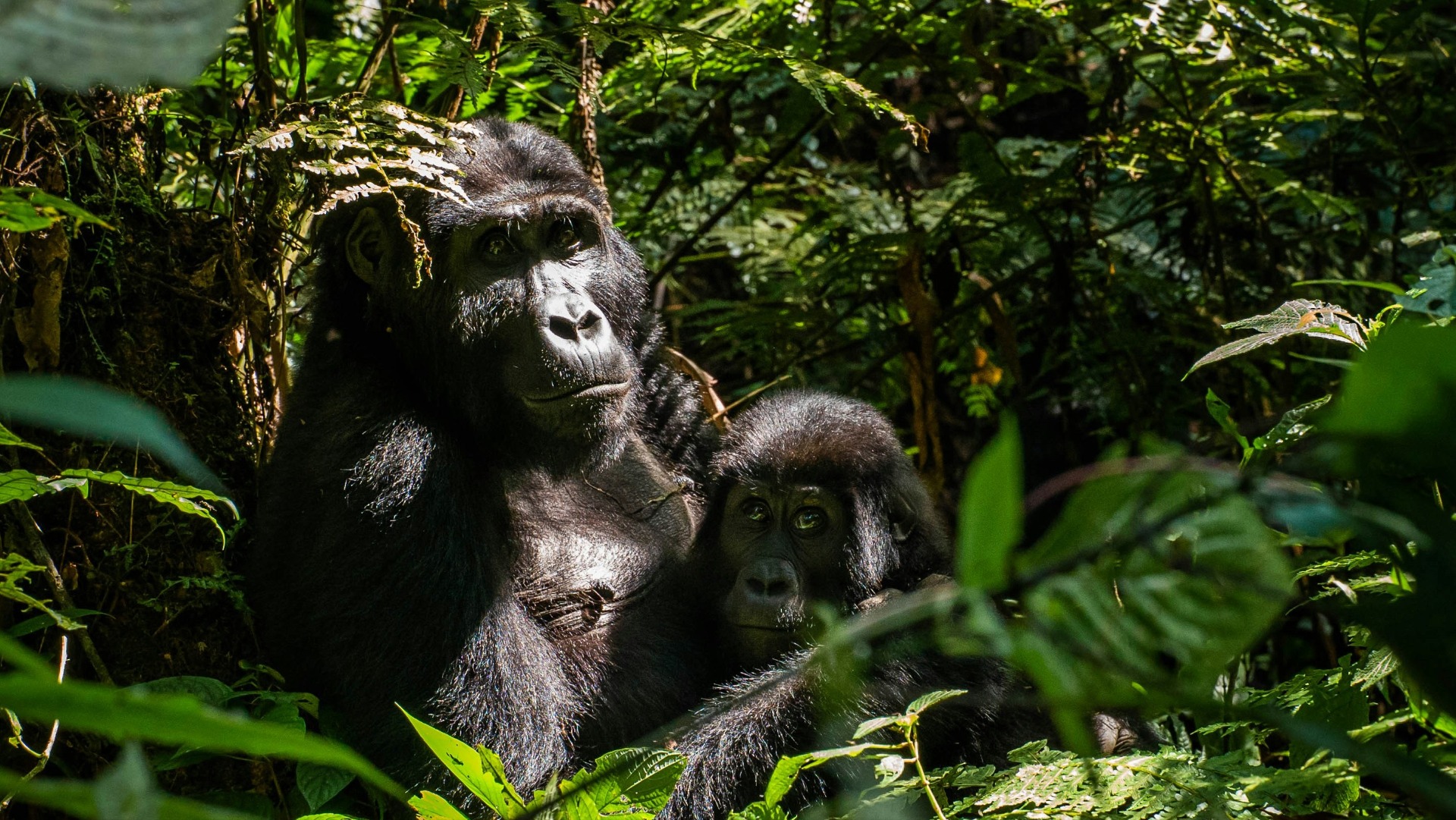 Uganda Strengthens Anti-Poaching Measures to Protect Mountain Gorillas