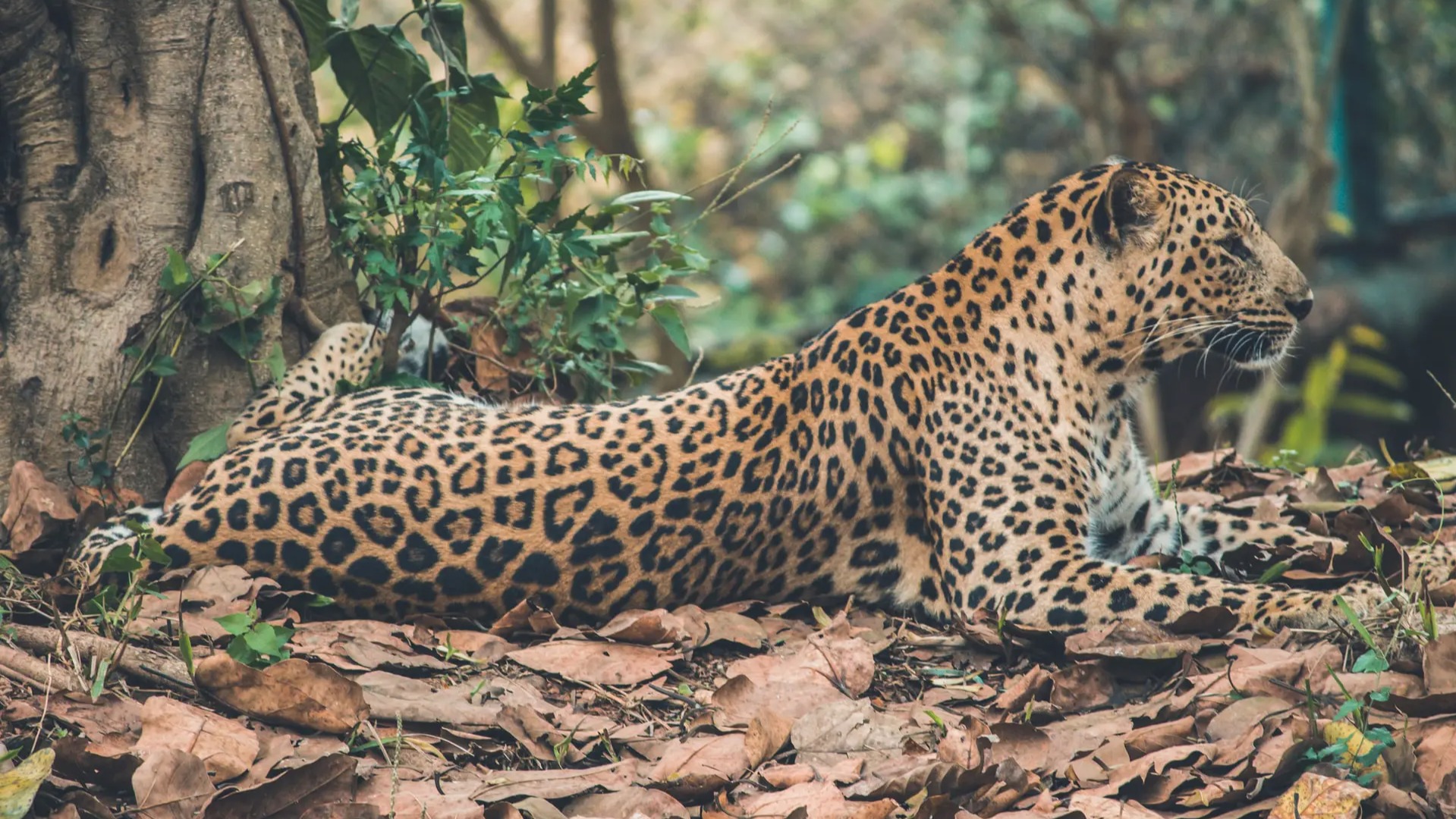 Inside One Season at Sabi Sand: How Community Funds Are Reshaping Conservation