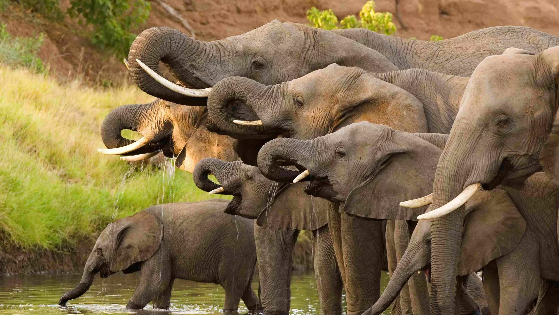 How Botswana Funds and Manages Large-Scale Wildlife Protection