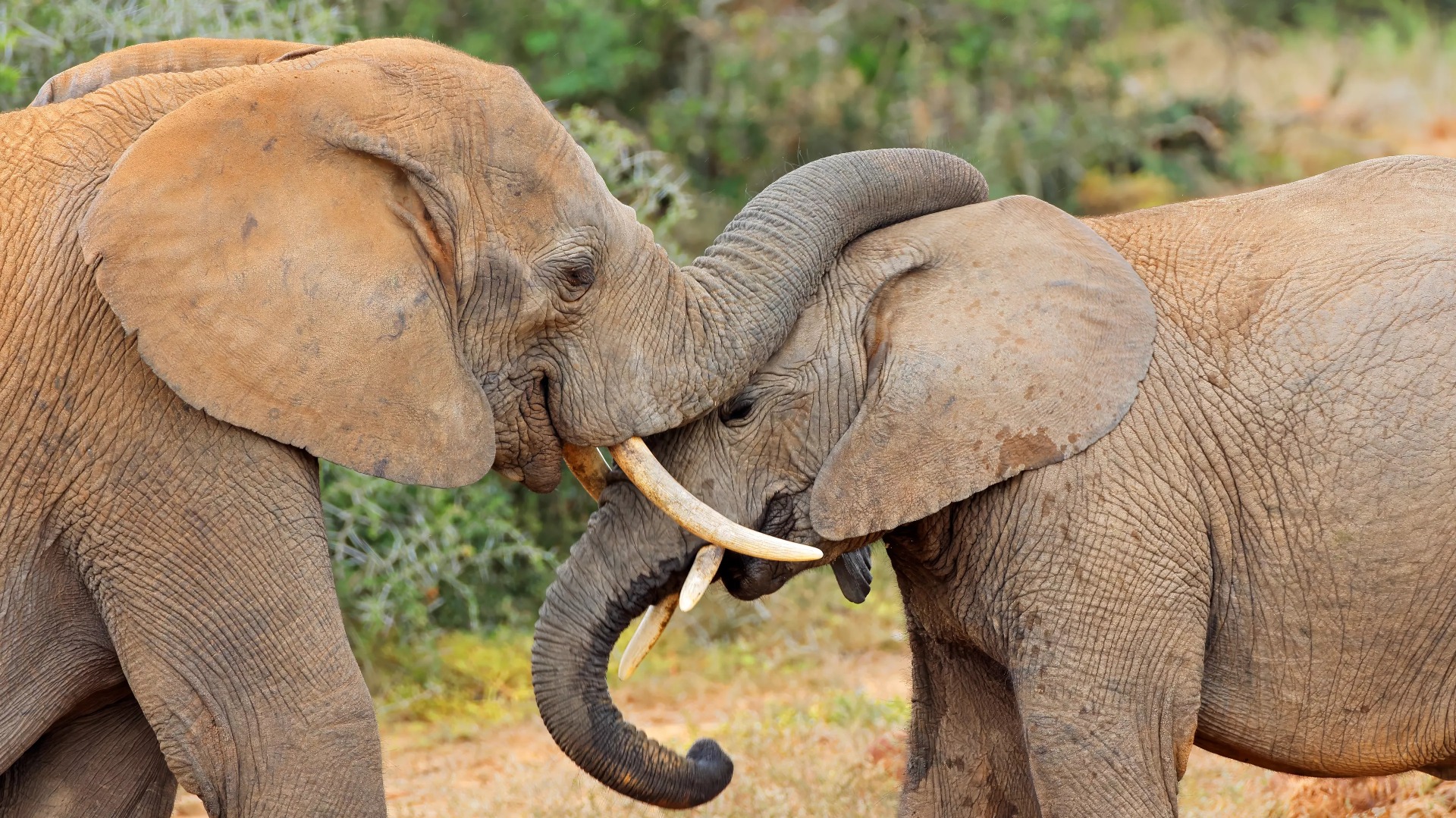 What Decades of Conservation in South Africa Reveal About Wildlife Recovery