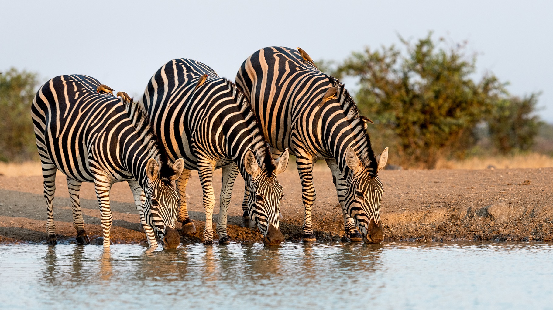 How Local Rangers and Communities Are Reshaping Zimbabwe’s Wildlife Future
