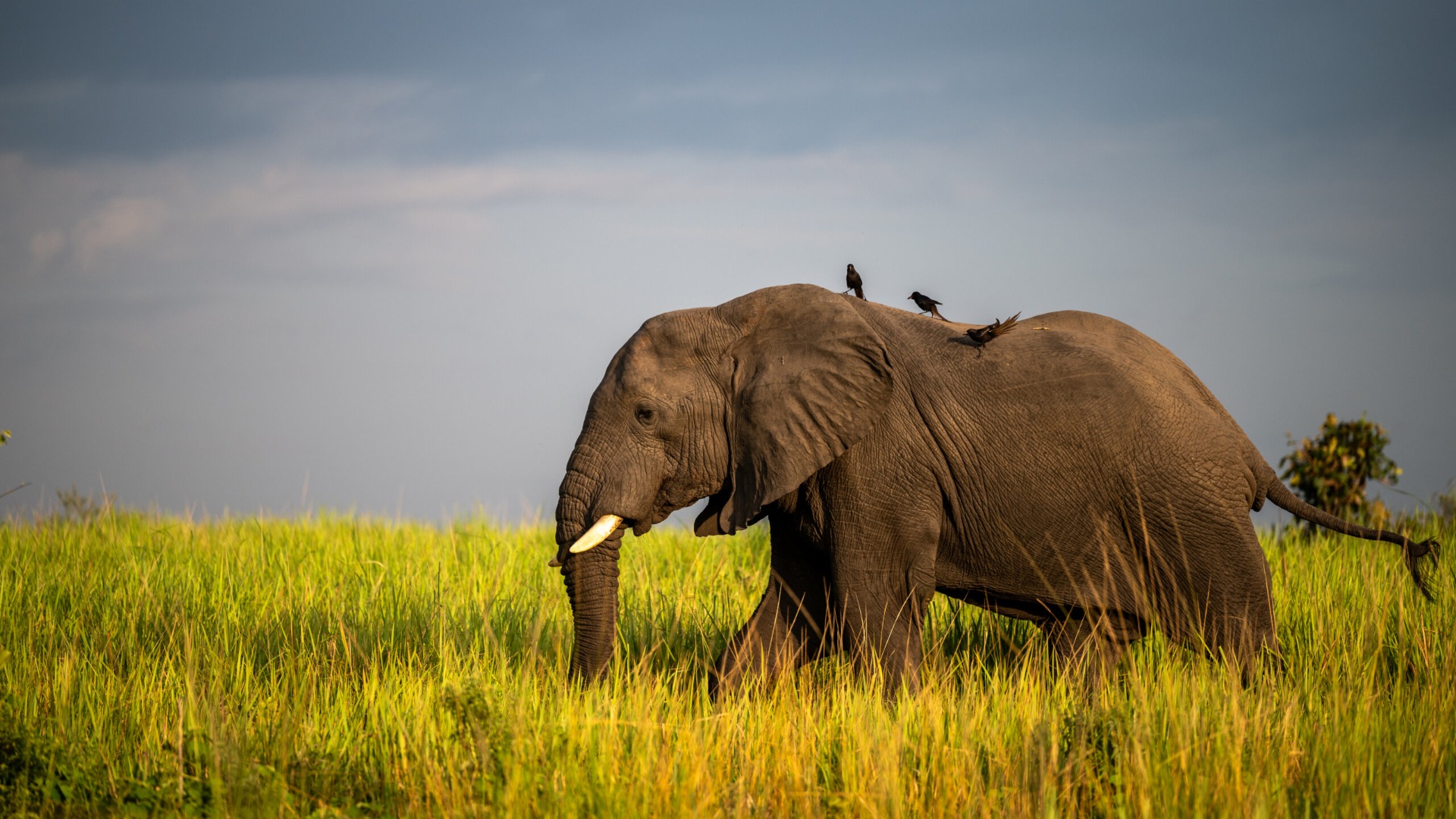 What Kenya's Rangers Taught Me About Saving Elephants and Rhinos