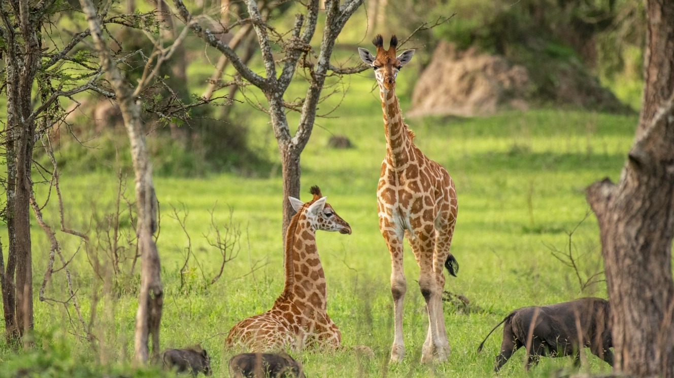 Inside Uganda's Forests: How Rangers and Residents Confront Antipoaching Concerns