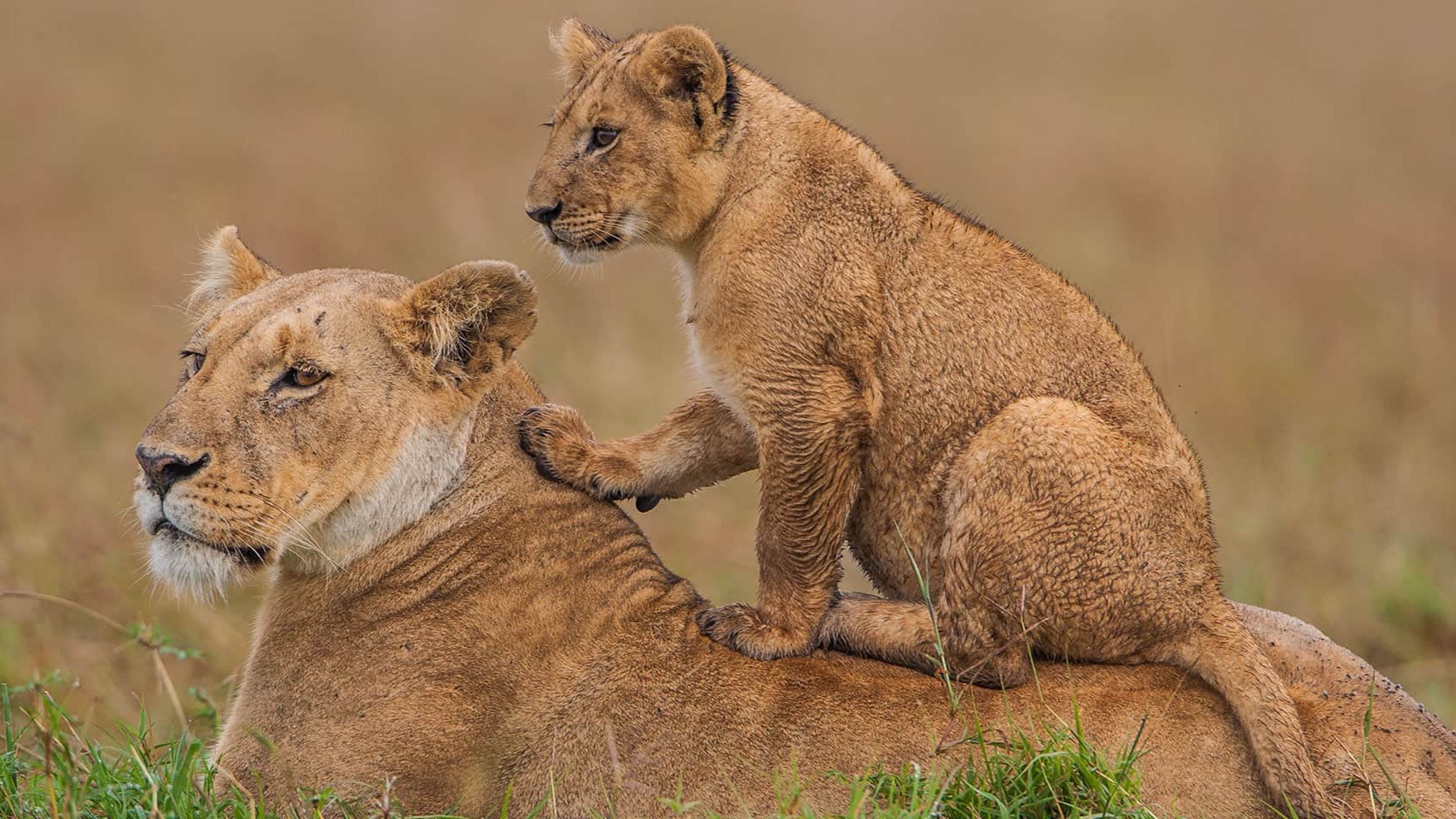 What Happens When Lodges Invest Directly in Kenya's Endangered Species