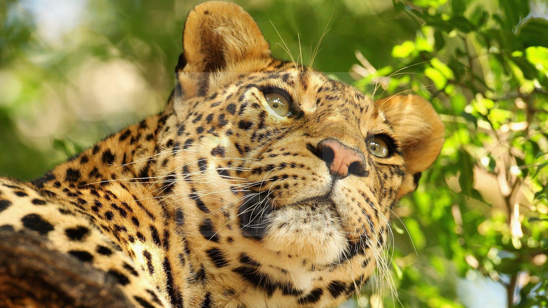 Inside the Quiet Partnership Between Zambian Communities and Wildlife Guards