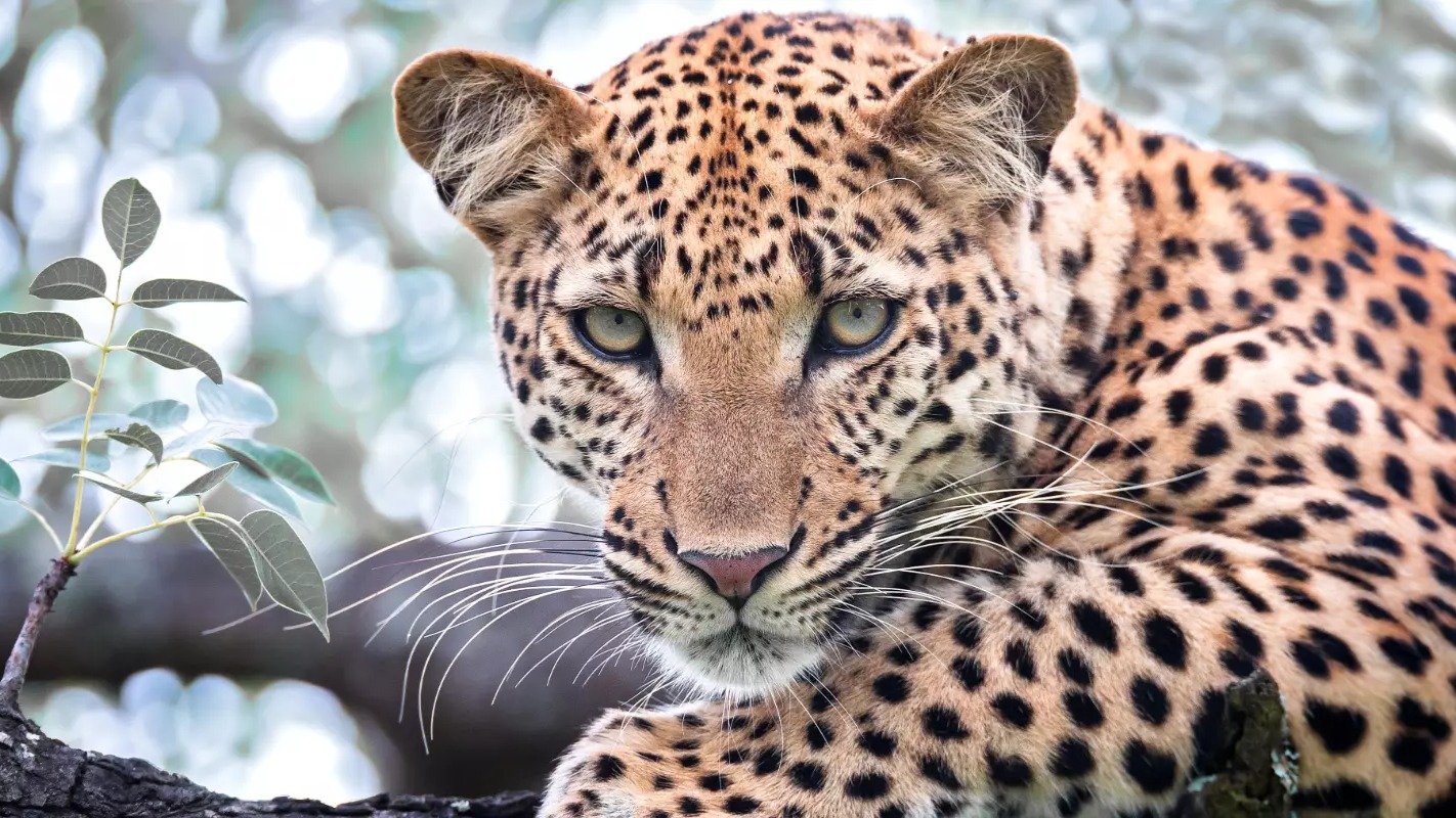 Why Antipoaching Efforts in South African Lodges Are Reshaping Kruger’s Future