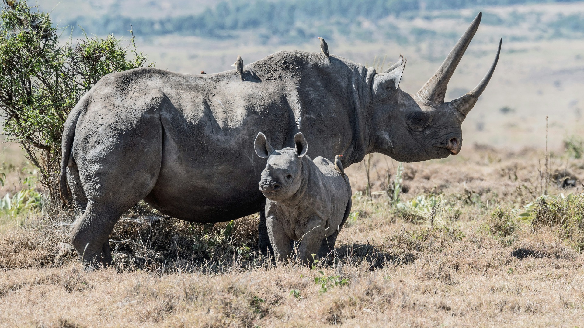 Why South African Wildlife Moments Outlast Any Photograph