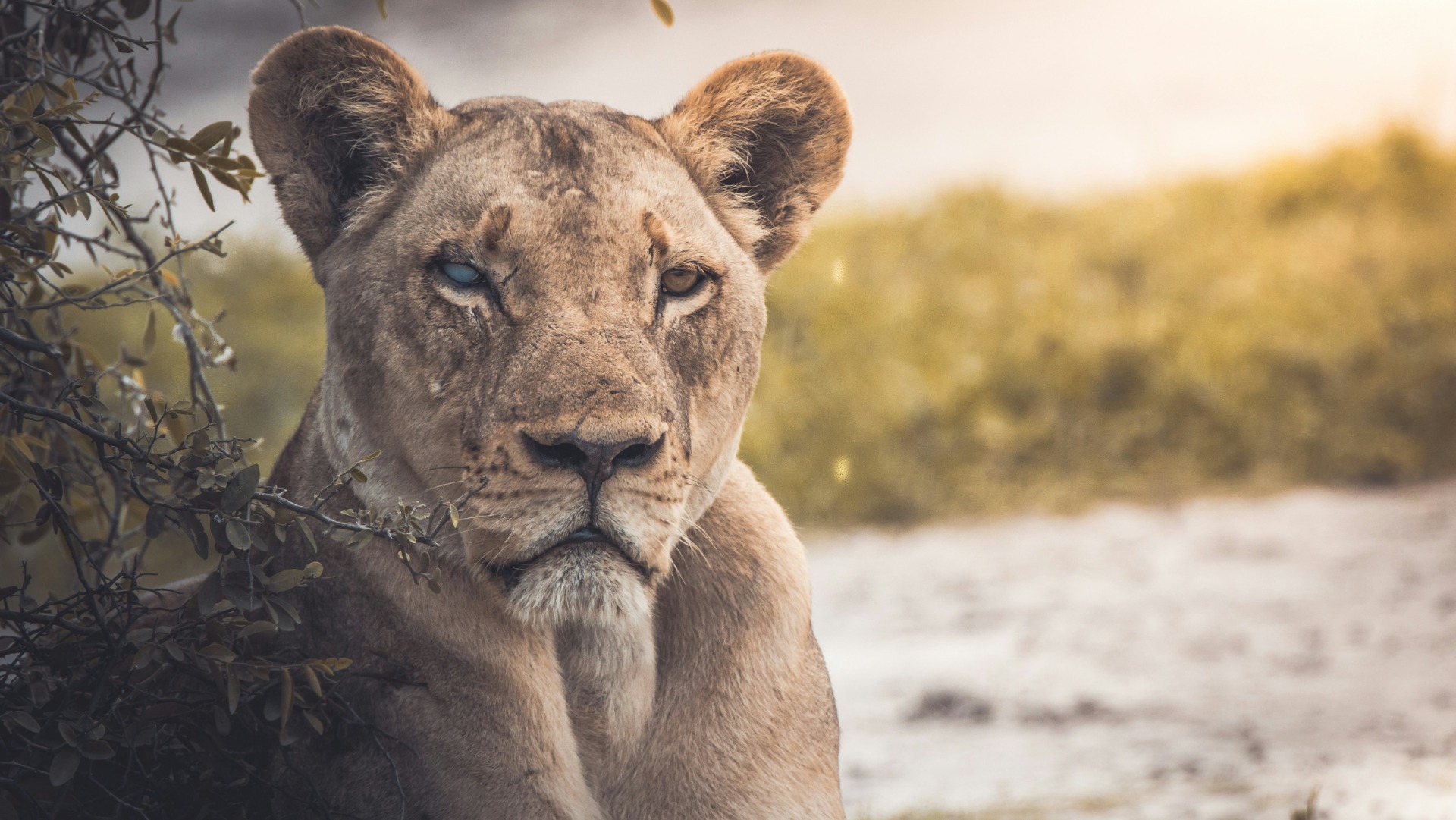 A Single Dawn in Mana Pools: What the Elephants and Lions Revealed