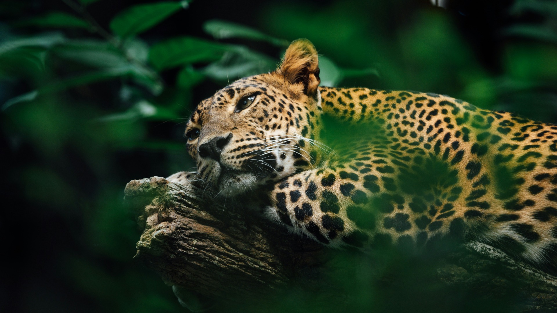 What a Sudden Leopard Encounter Taught Me About Botswana's Delta