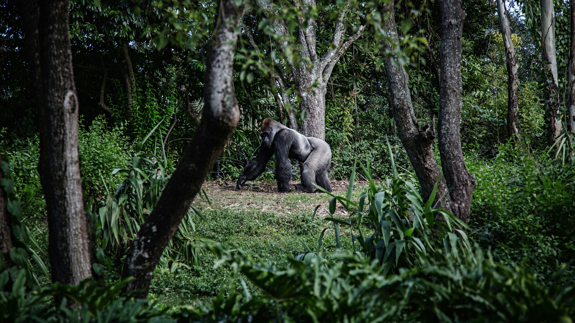 What One Week Tracking Gorillas and Golden Monkeys Showed About Rwanda