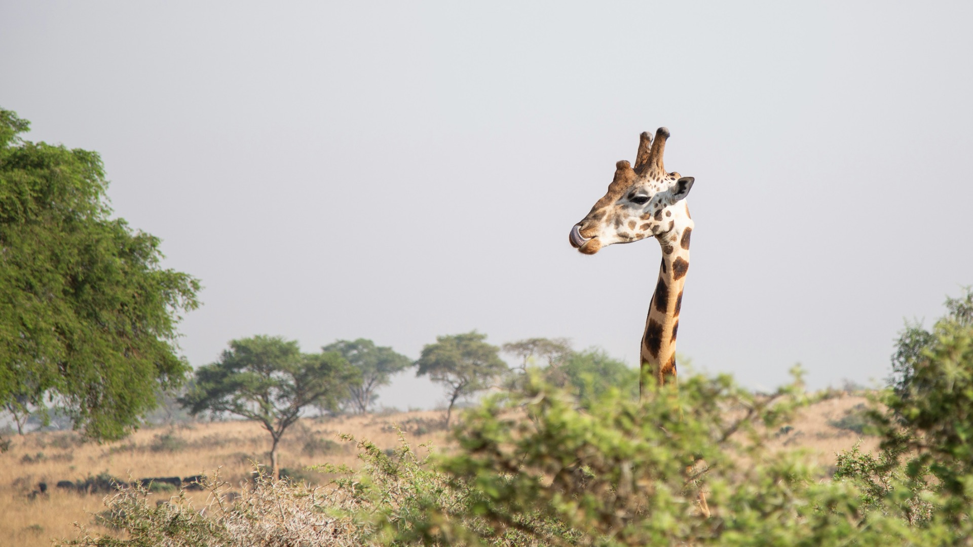How Ugandan Wildlife Moments Forge Deeper Connections to Africa's Ecosystems