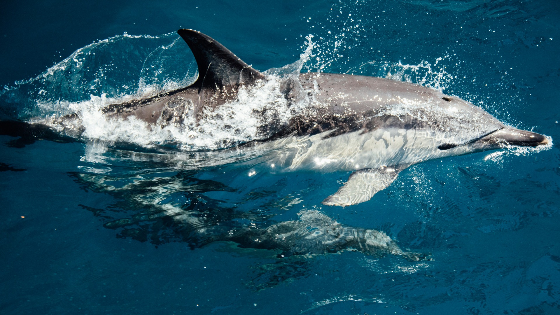 How Seychelles Wildlife Moments Reshape Your View of Ocean Conservation