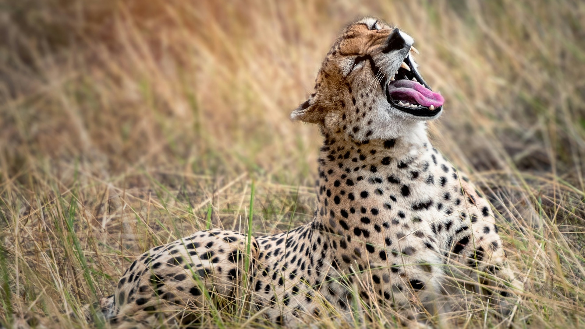 Practical Guide to Spotting Serengeti Wildlife in Tanzania Across Seasons