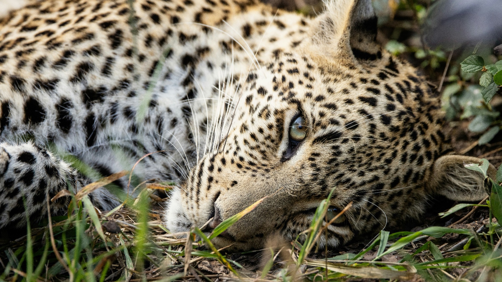 What Lingers After a Leopard Crosses Your Path in Sabi Sand