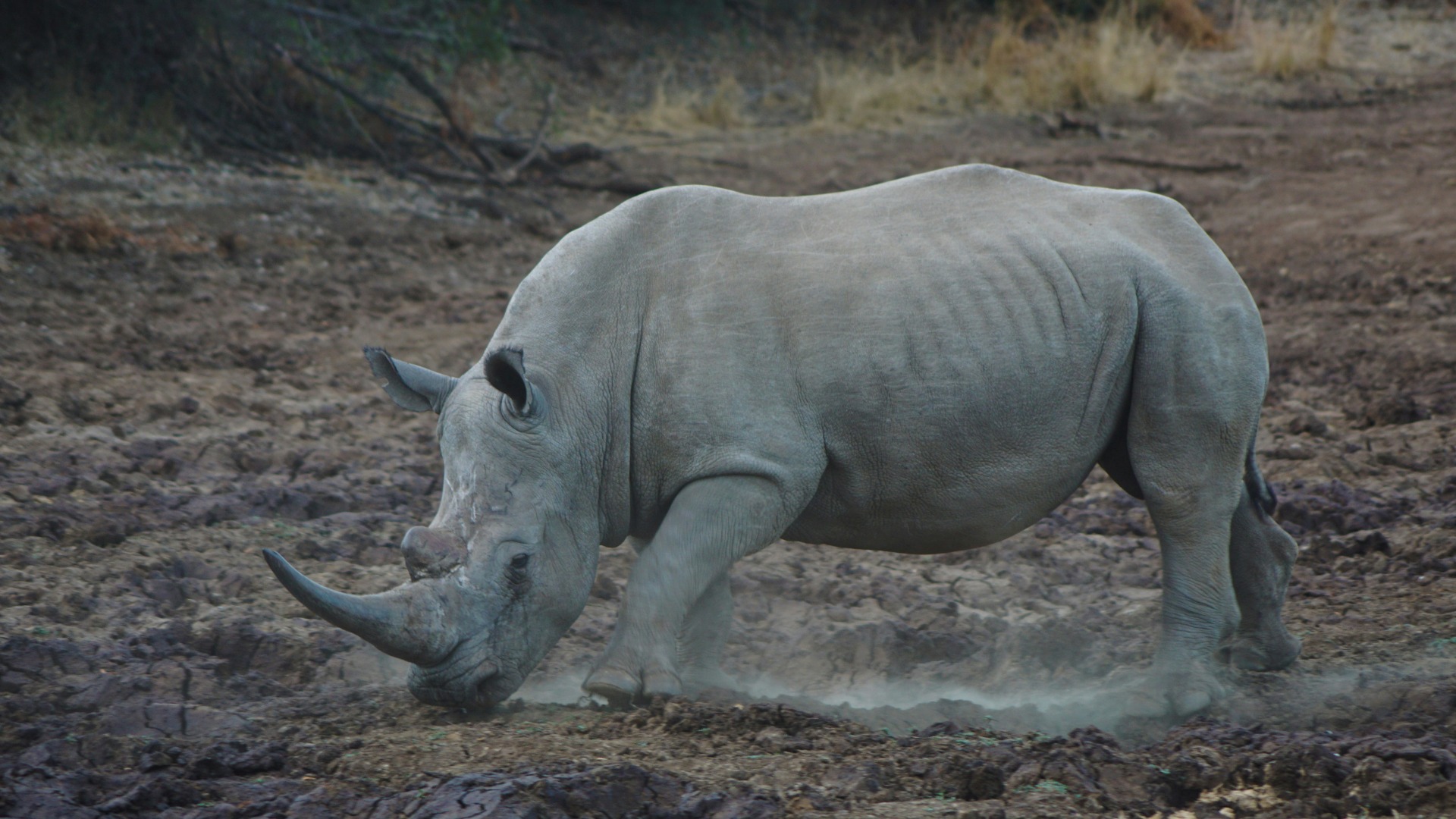 Why Southern White Rhinos Thrive While Their Northern Cousins Face Extinction