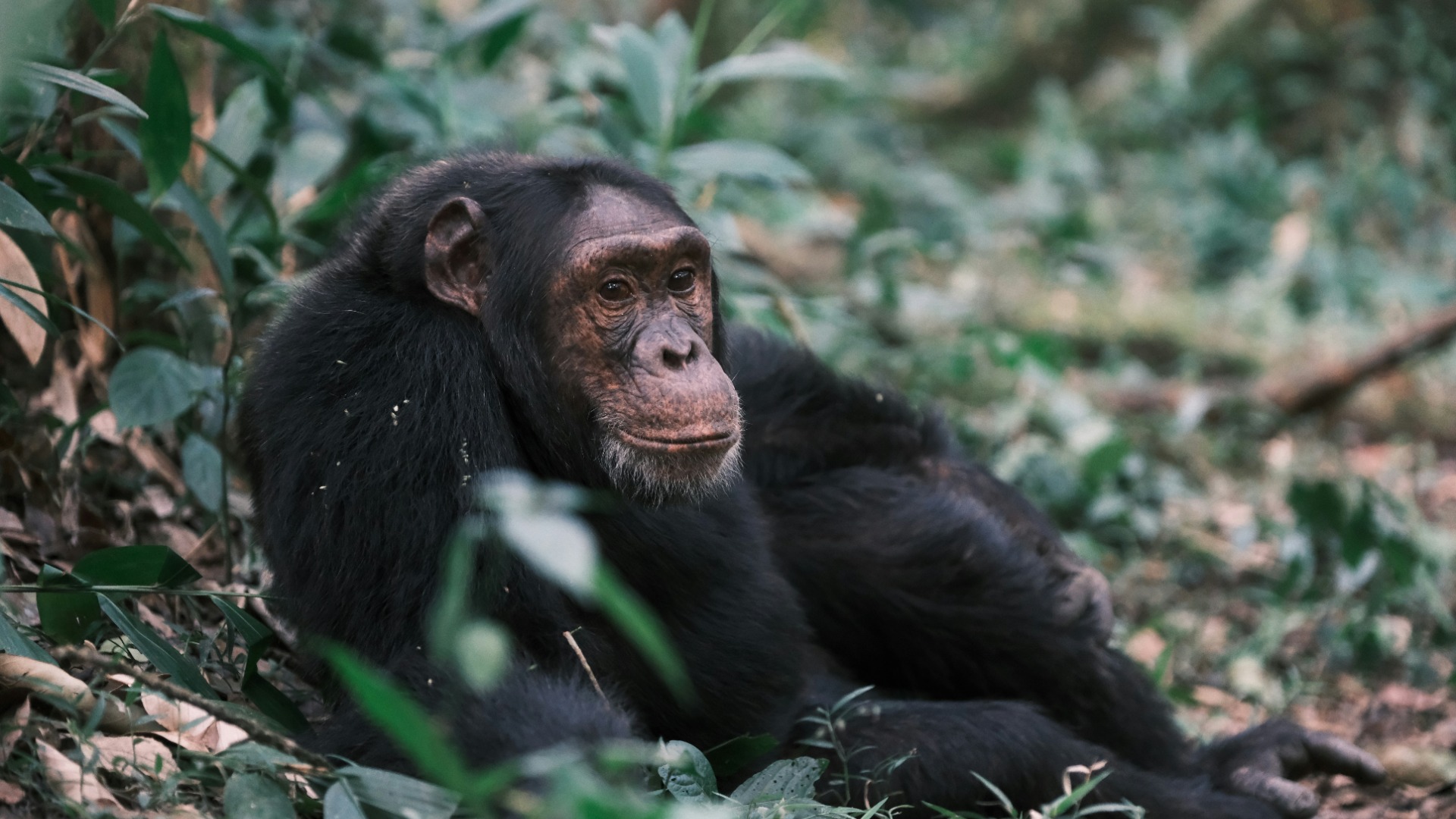 Why Kibale Forest National Park Holds One of Africa's Highest Concentrations of Primates