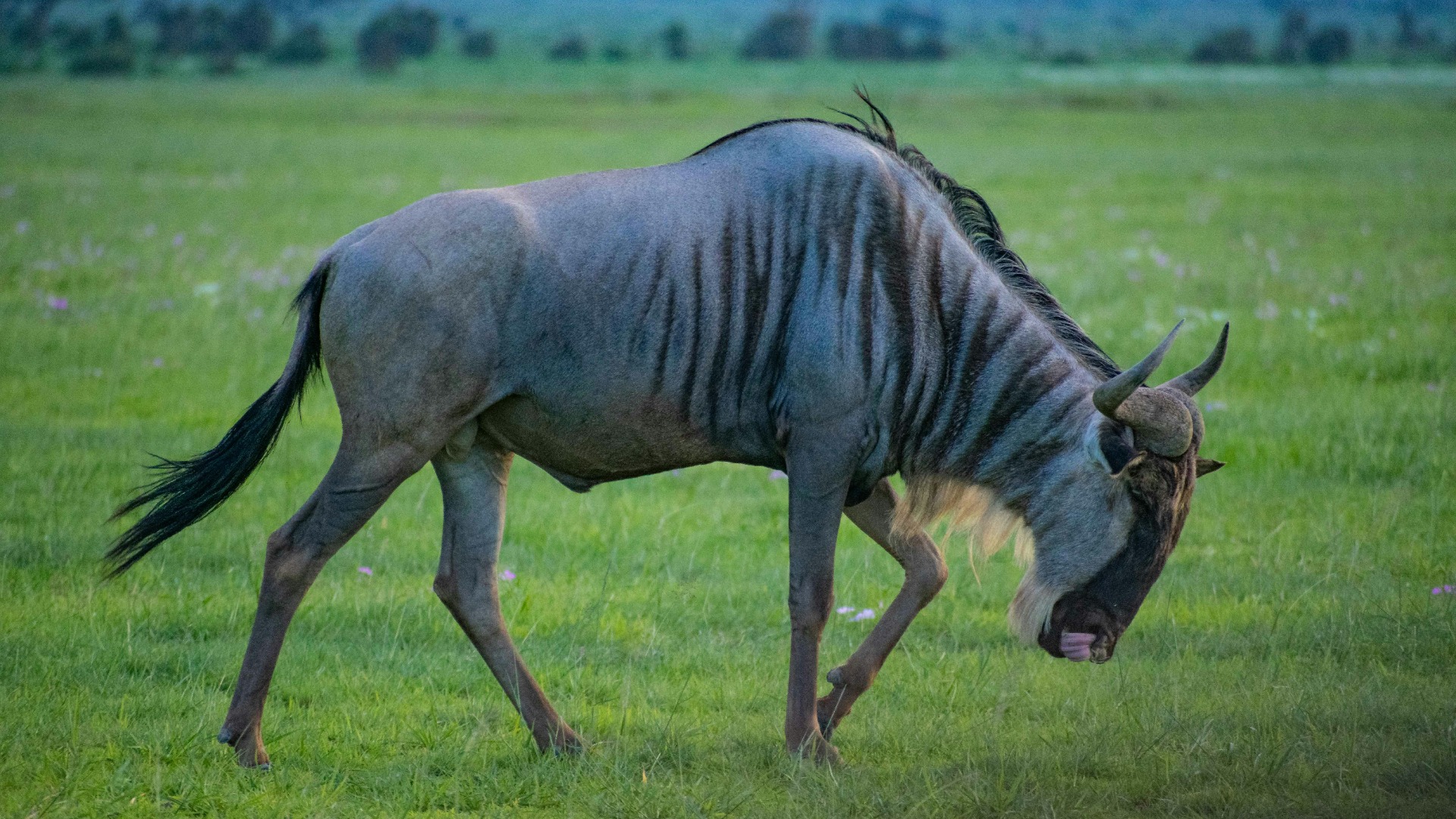 What Touring Through Botswana Really Demands from Travelers