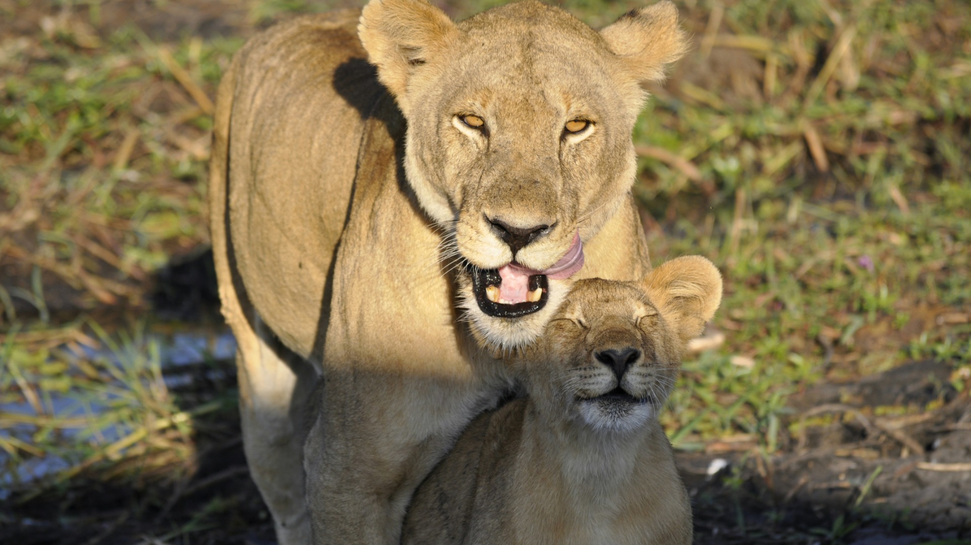 What Separates Good Game Drives from Exceptional Ones in the Tanzanian Bush