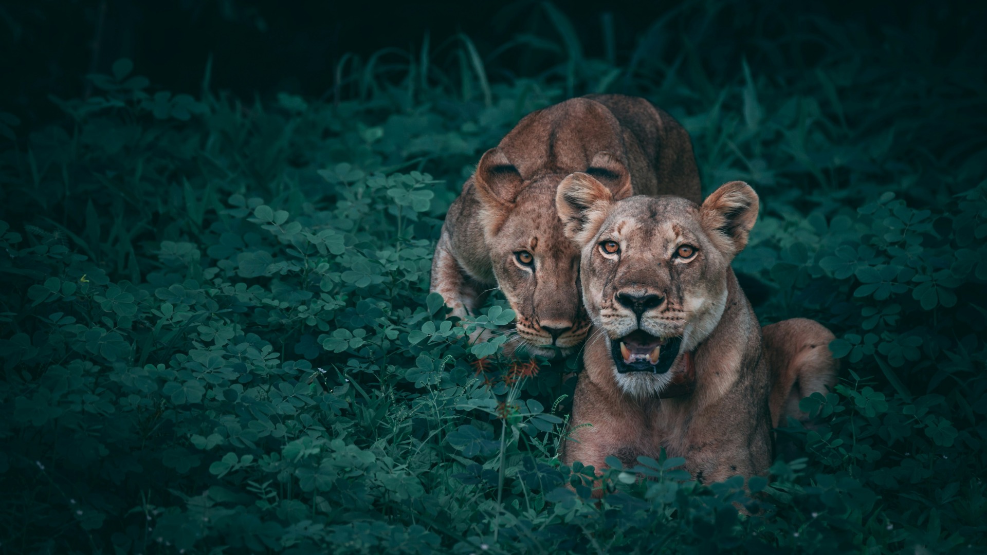 What Actually Happens When You Approach a Lion Pride at First Light
