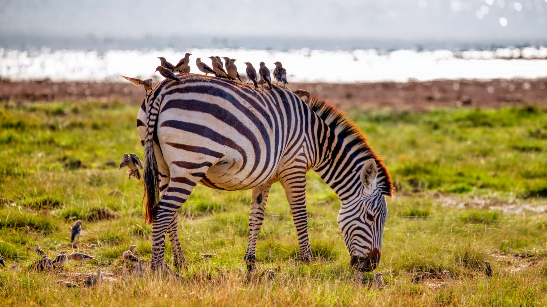 How Zambia's Wildlife Encounters Reward Patient Observers