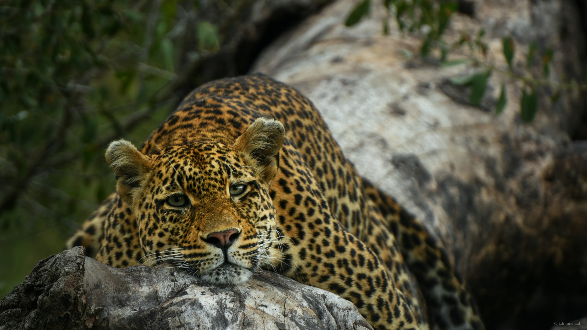 The Quiet Signals Kenyan Leopards Send When You Least Expect Them