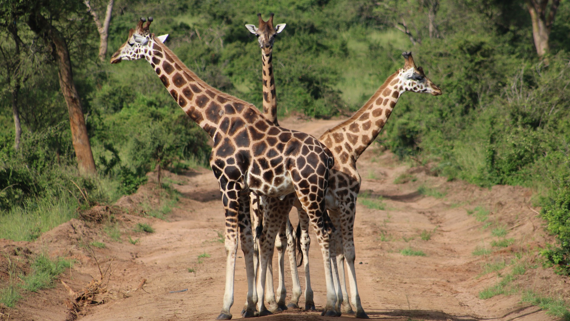 What Travelers Discover About Ugandan Wildlife When They Slow Their Pace