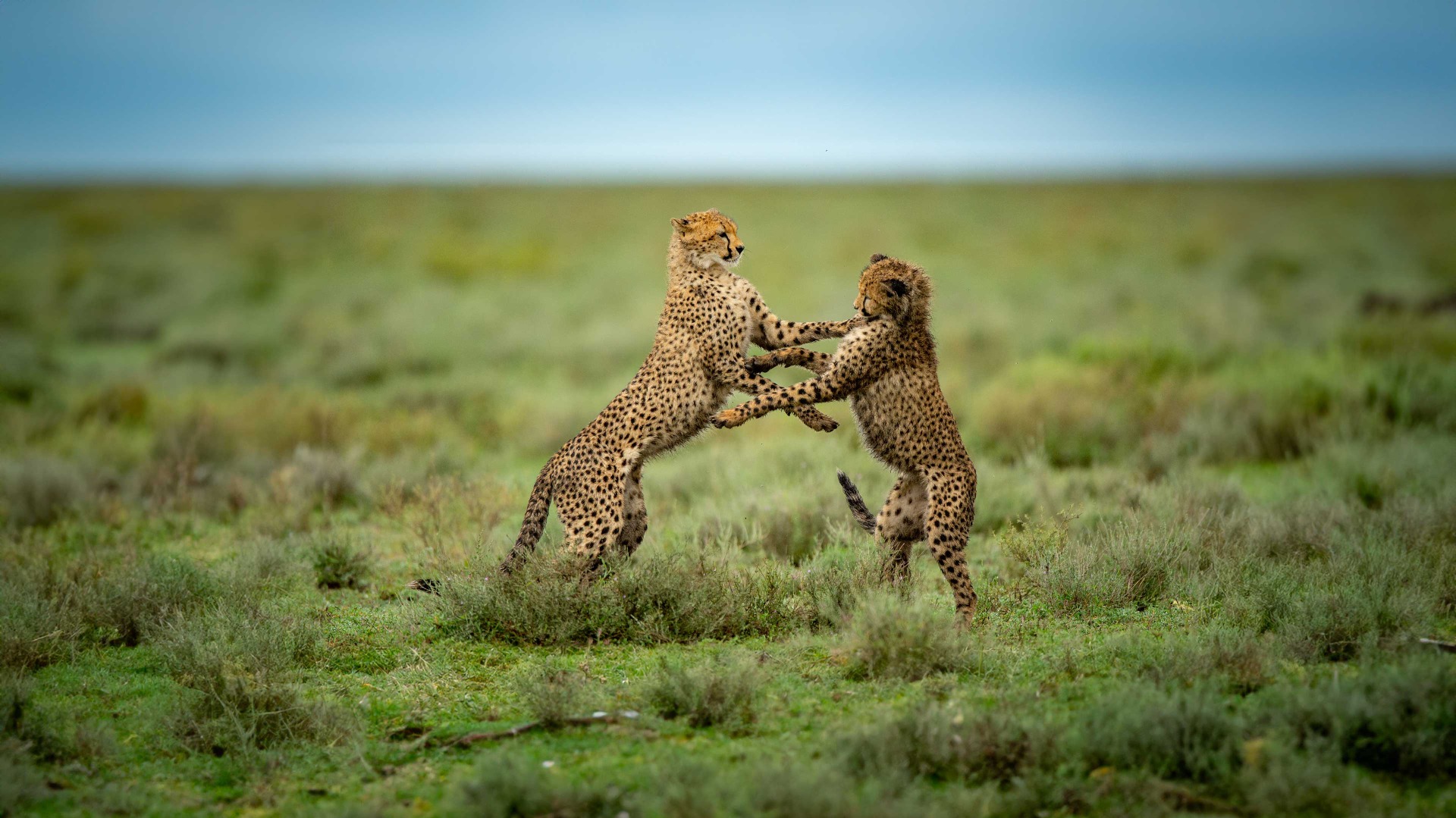 Why Tanzania's Dust and Drama Elevate Your Photography Beyond Technical Skill
