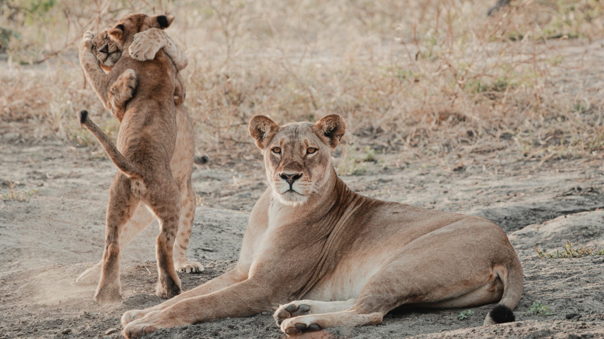 In the Delta's Shifting Light, Botswana Moments Come Alive for the Camera