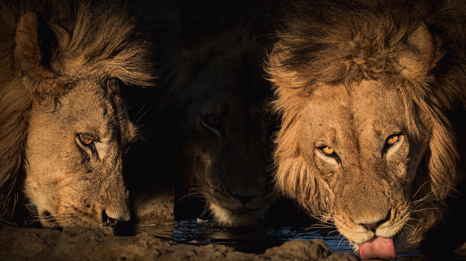 How the Kalahari's Light Teaches Photographers to See Differently