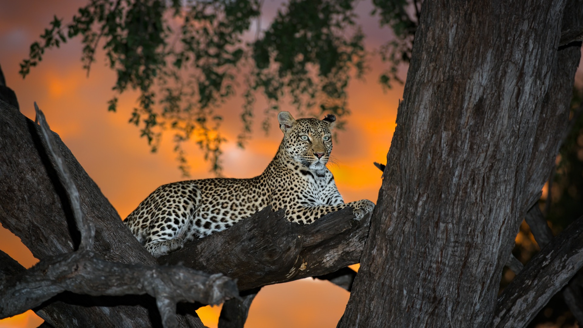 When the Zambezi Meets the Lens: Photography Moments in Zambia