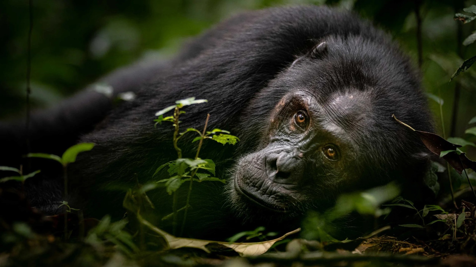 What Photographers Learn When They Track Gorillas at First Light in Uganda