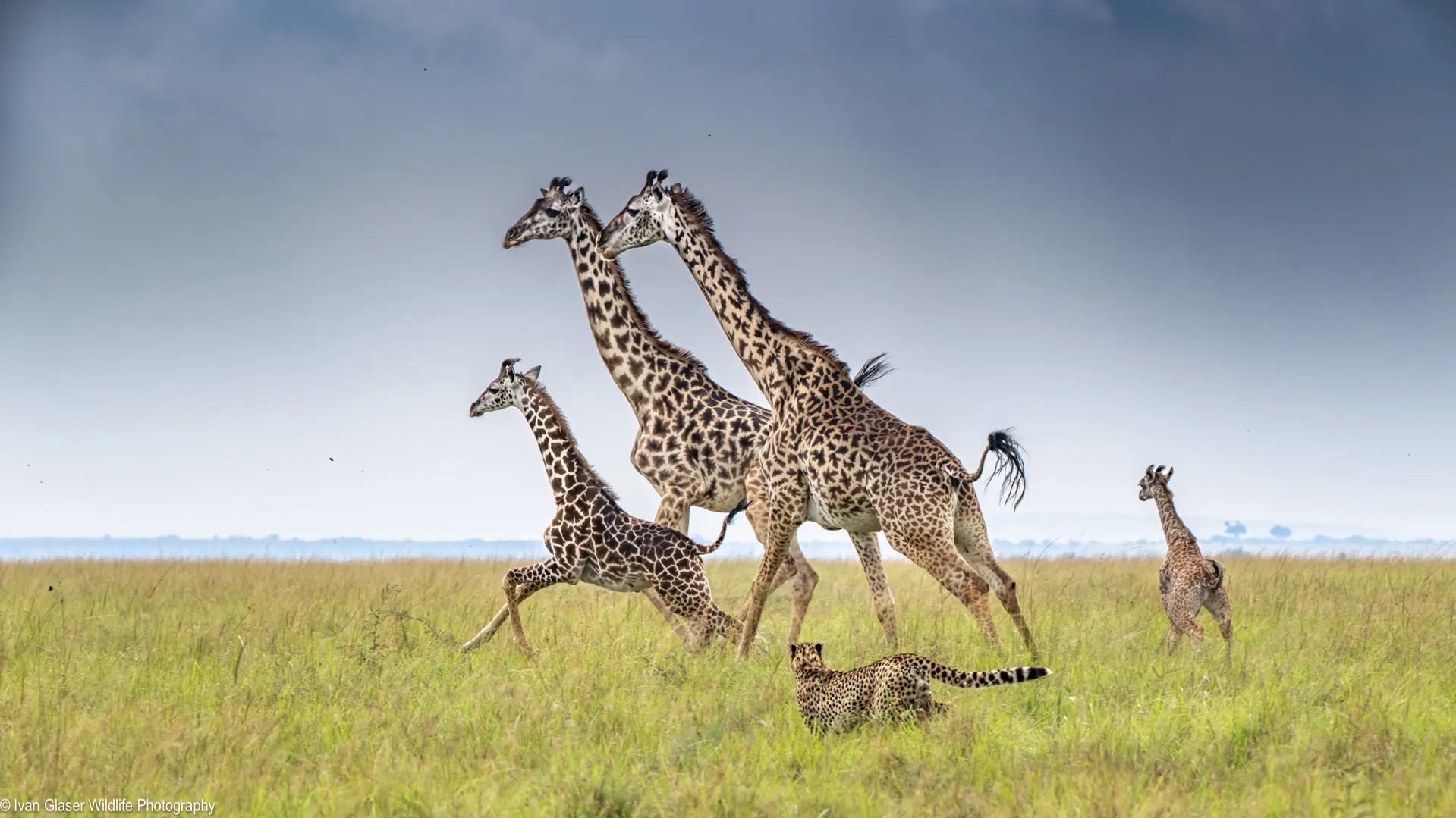 How the Mara’s Light and Movement Reshape Photography Decisions in Real Time
