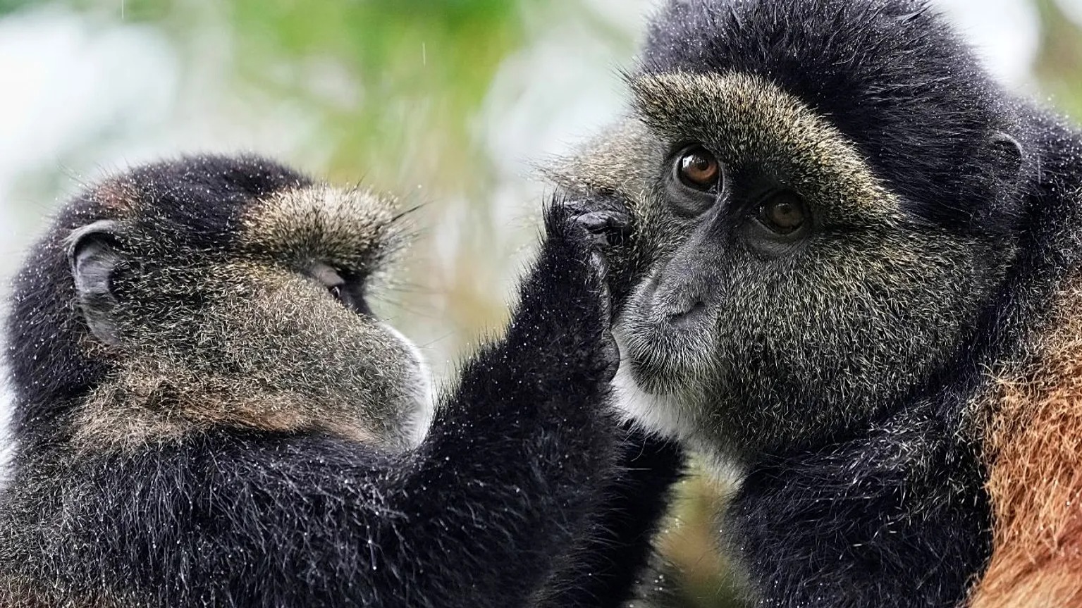 What Emerges When You Photograph Rwanda’s Gorillas Before the Mist Clears
