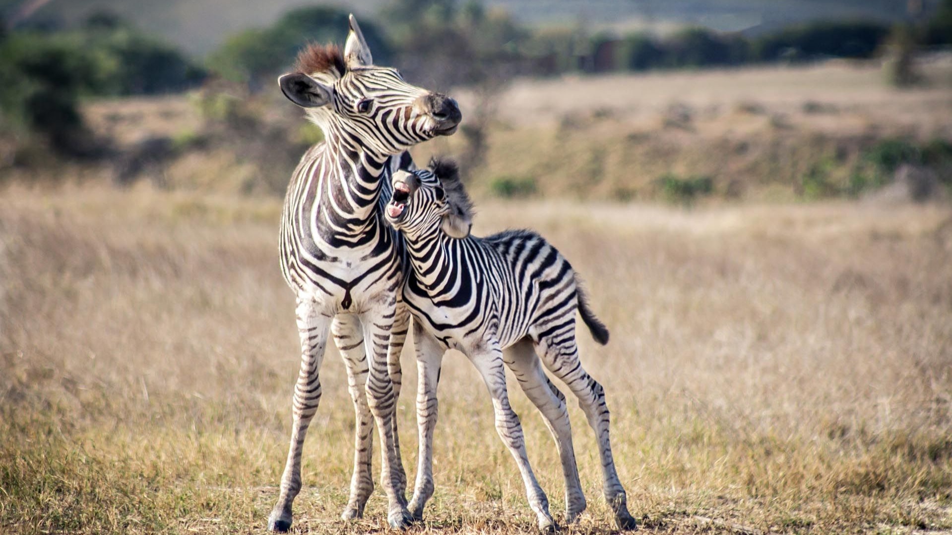 Why Your First South African Journey Might Surprise You in the Best Ways
