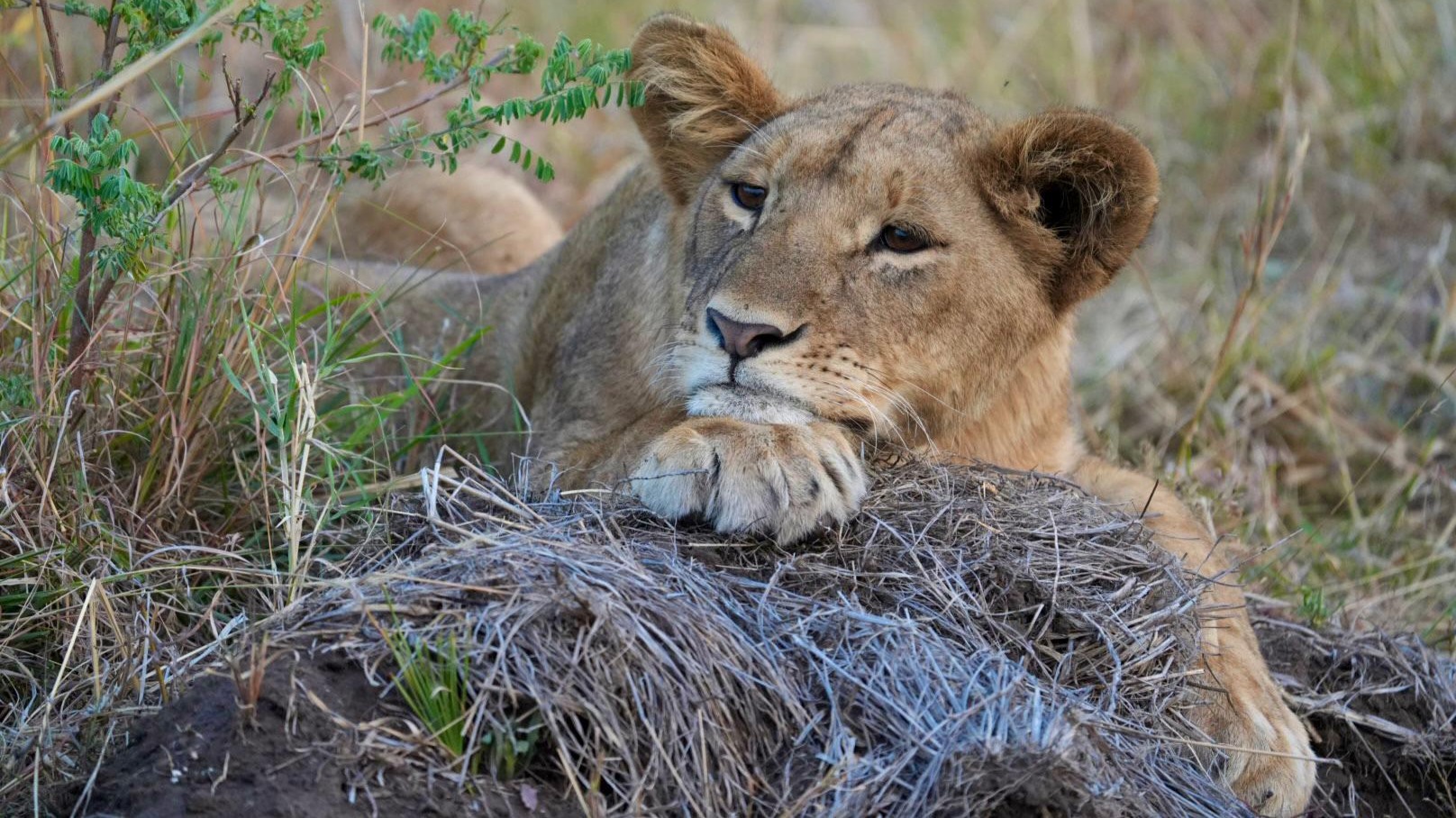 What Most Travelers Overlook When Planning Their Tanzania Safari