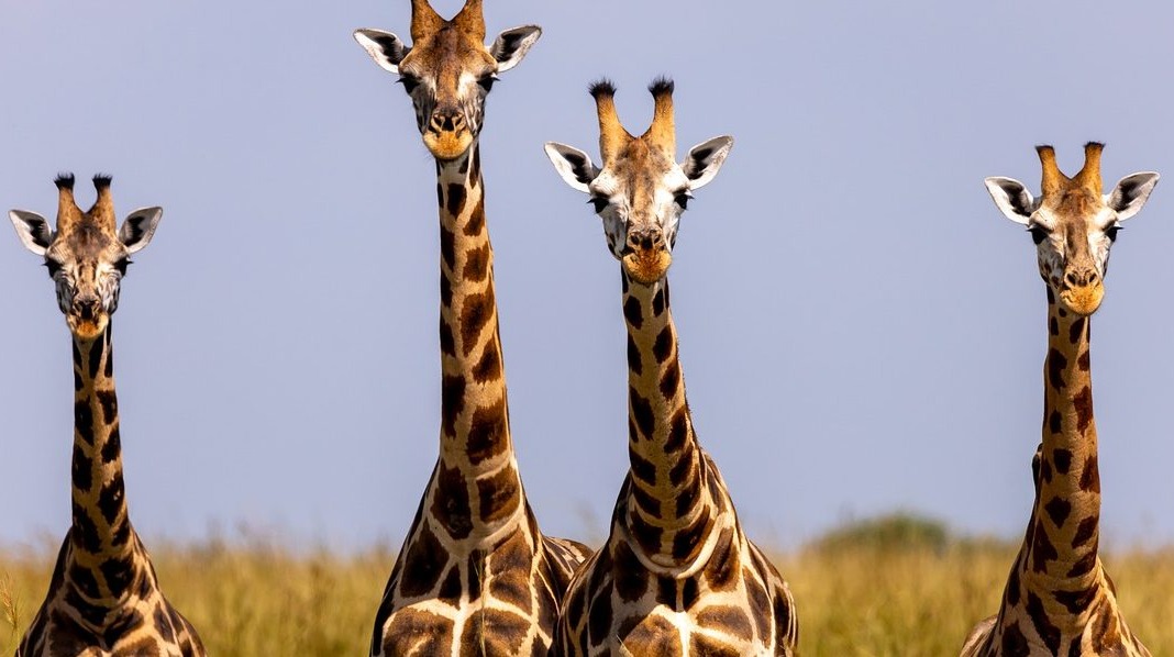 What Changes When You Tour Uganda With Local Knowledge Instead of Guidebooks